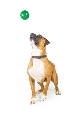 Komik Boxer Köpek topu yakalamak