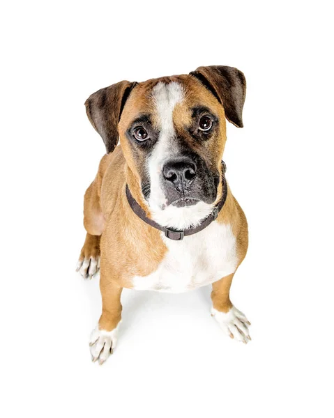 Boxer Crossbreed perro — Foto de Stock