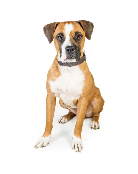 Boxer kruising hond — Stockfoto