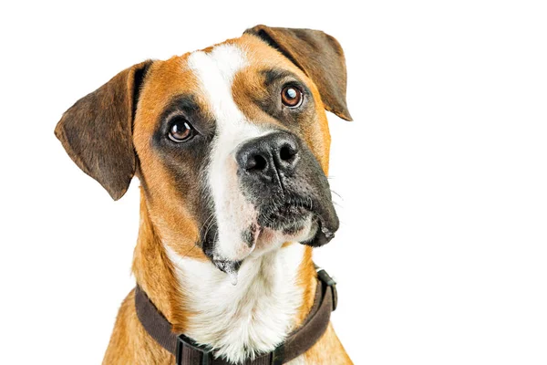 Cão Boxer atencioso — Fotografia de Stock