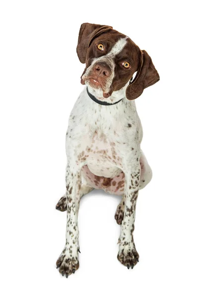 Shorthaired Pointer Dog — Stock Photo, Image