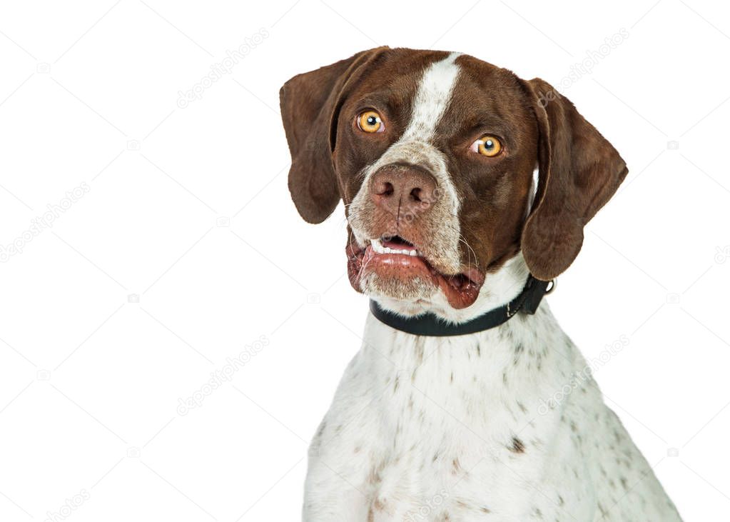 Kurzhaar Pointer Hund — Stockfoto © adogslifephoto 158401508
