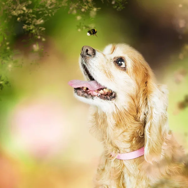 Cocker Spaniel dog looking at bee — Stock Photo, Image