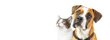 Boxer Köpek ve kedi birlikte