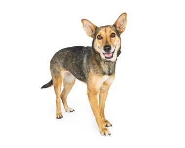 Çoban azman köpeği