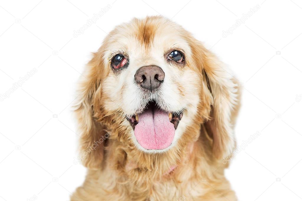 Senior Cocker Spaniel Dog