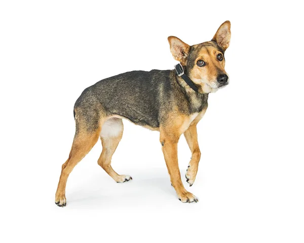 Pies mieszaniec owczarka — Zdjęcie stockowe