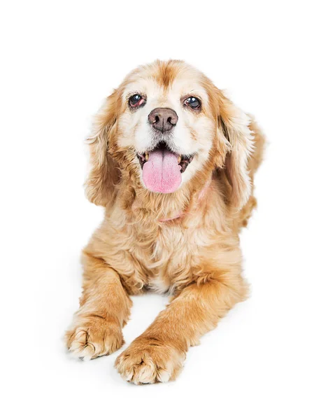 Senior Cocker Spaniel Hund — Stockfoto