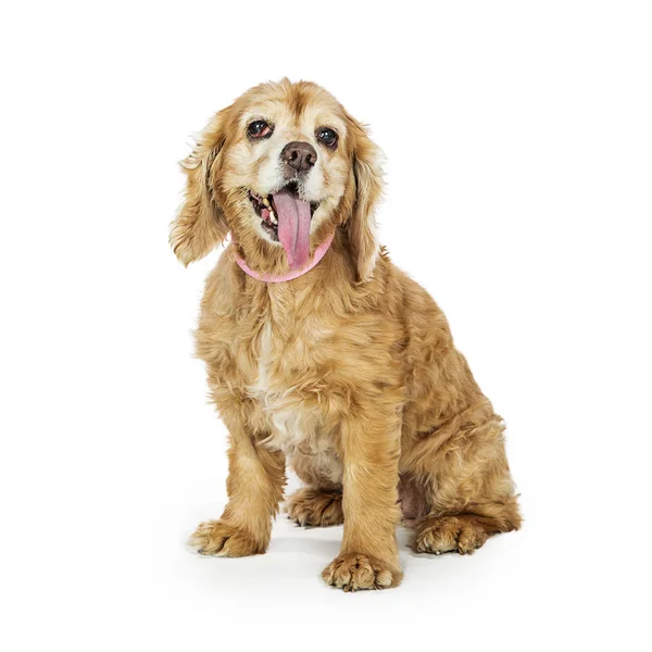 Senior Cocker Spaniel hond — Stockfoto