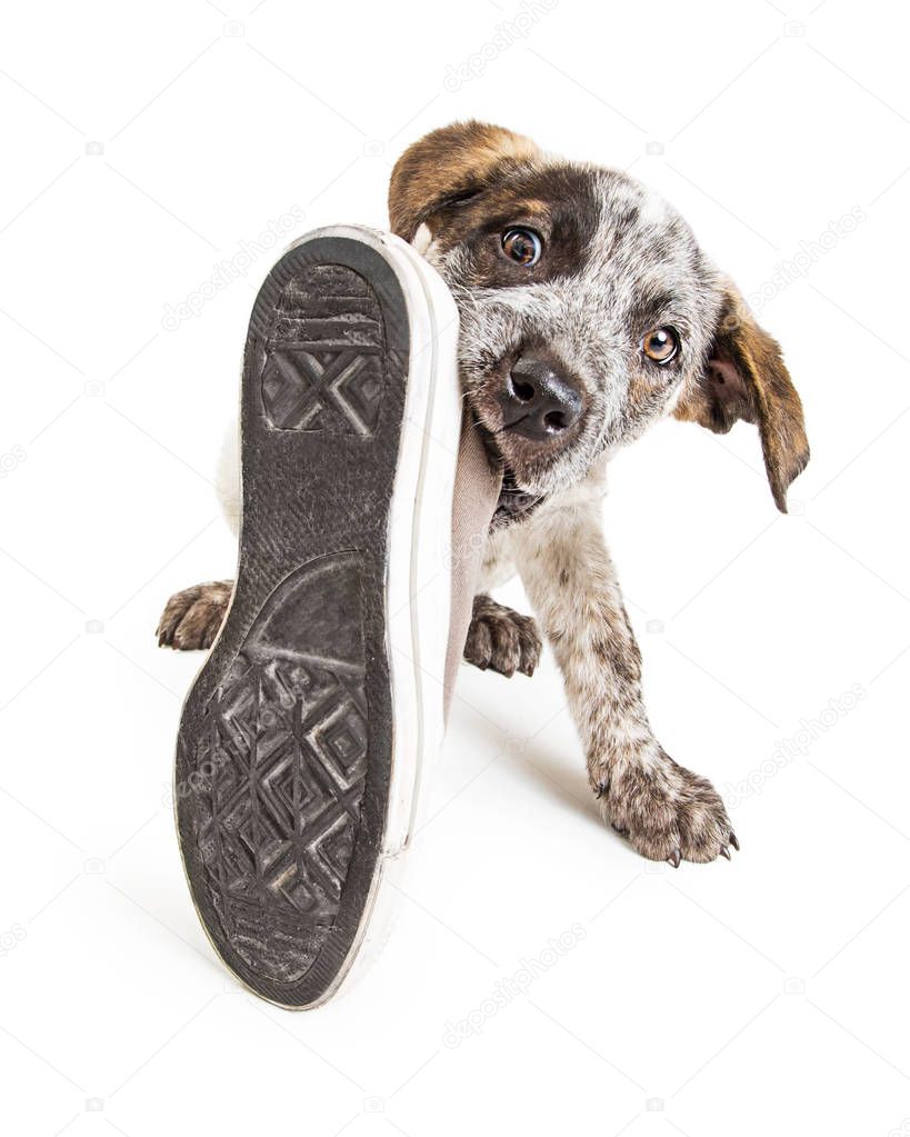 Dog stealing old shoe 