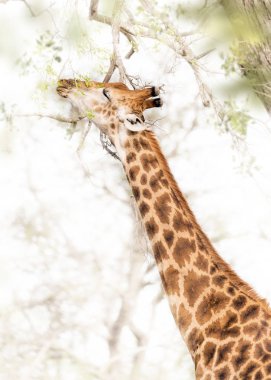 Afrika'da otlatma zürafa