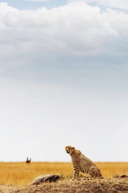 Tepede oturan cheetah kedi 