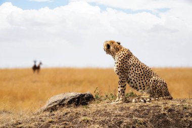 Cheetah kedi ceylan seyir