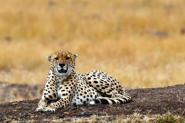 Gepardenkatze legt sich auf Feld — Stockfoto