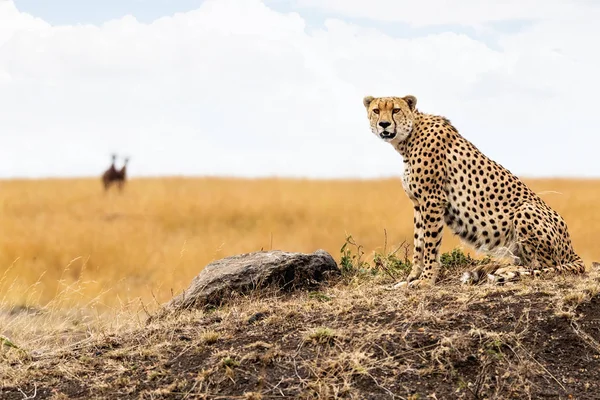 Gato Cheetah sentado na colina — Fotografia de Stock