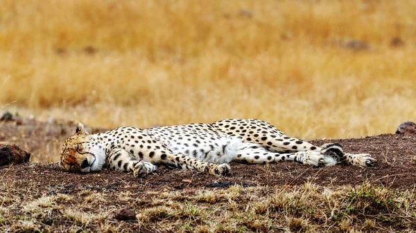 Cheetah sleeping in field — Stock Photo, Image