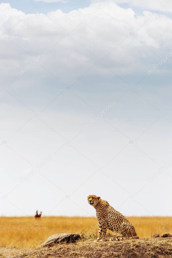 Cheetah cat sitting on hill 