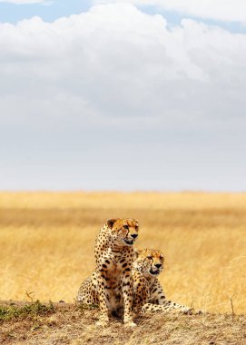 Tepede yalan cheetah kediler 