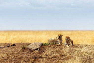 Tepede yalan cheetah kediler 