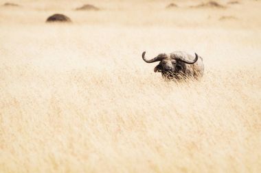 Uzun otların Cape Buffalo sicilini 