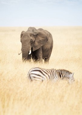 fil ve uzun otların içinde zebra 
