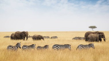  zebras and elephants in red oat grass clipart