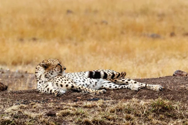 Cheetah deitado no campo de grama alta — Fotografia de Stock