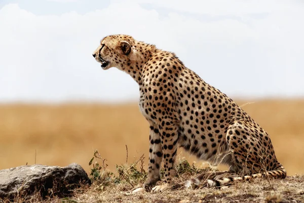 Gepard sitzt im Mara-Dreieck — Stockfoto