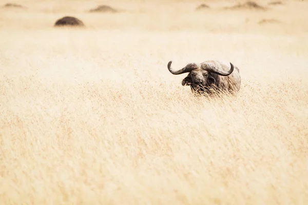 Cabo Buffalo em pé na grama alta — Fotografia de Stock