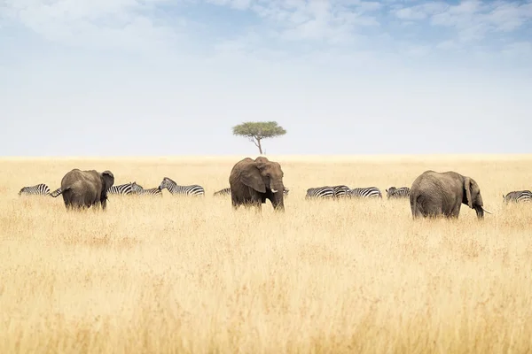 Zebras e elefante em campo de grama alta — Fotografia de Stock