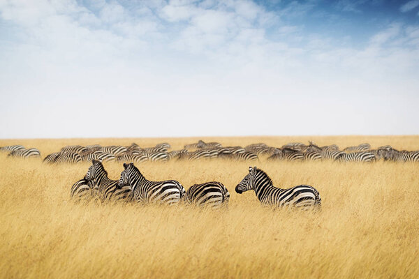zebras grazing on tall grass