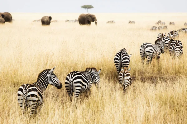 Zebras and elephants in red oat grass — Stock Photo, Image