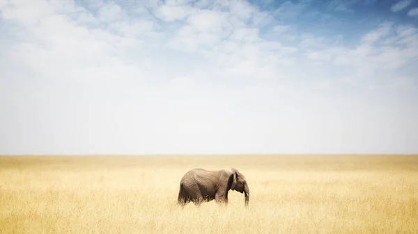 Elefante andando em grama alta — Fotografia de Stock