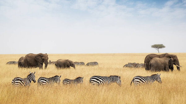 zebras and elephants in red oat grass