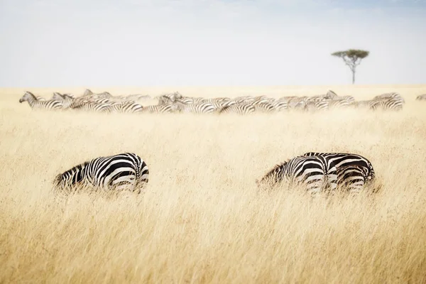 Zebre al pascolo su erba alta — Foto Stock