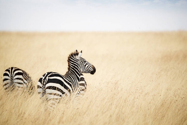 Zebra looking out over grass field