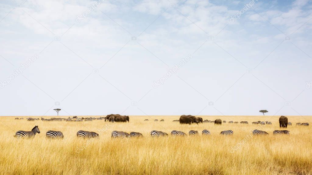  zebras and elephants in red oat grass