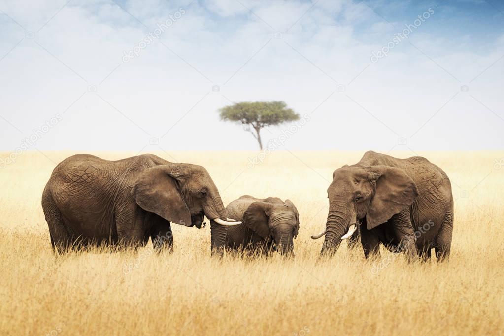 elephants in tall grass