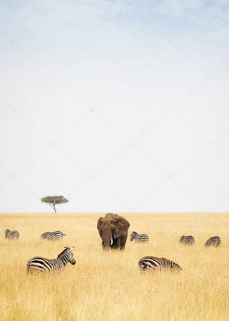 Zebras and elephant in tall grass field 