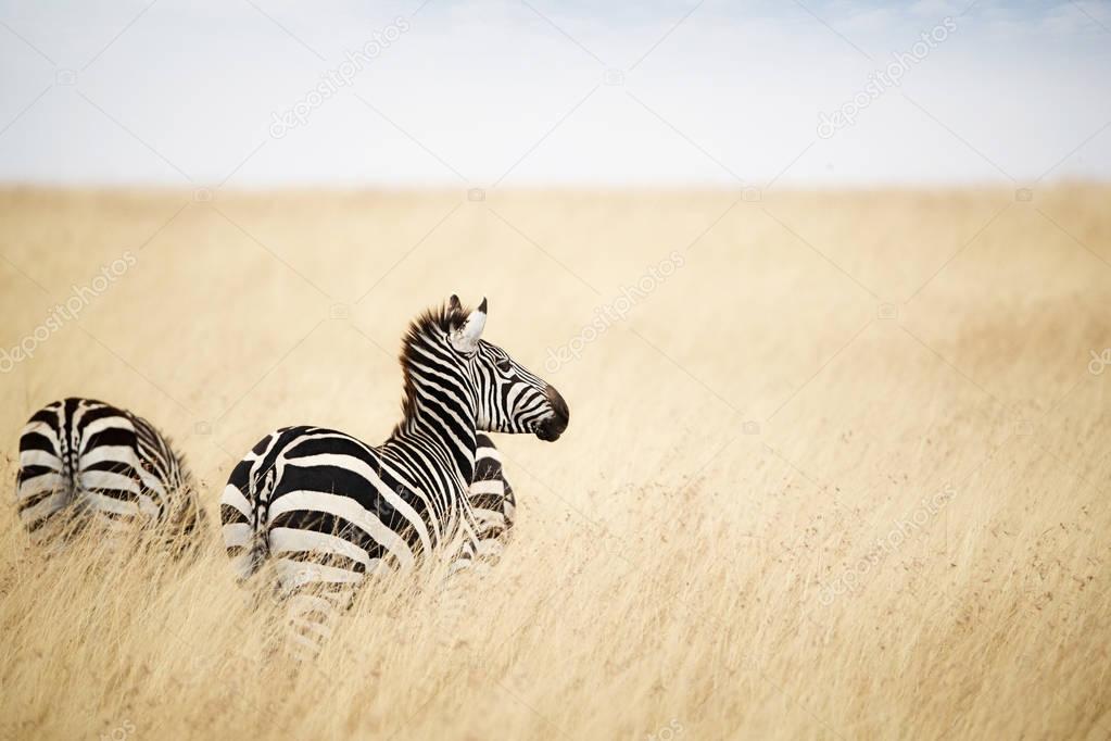 Zebra looking out over grass field