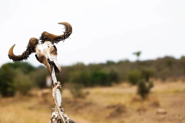 Buffalo Skull çit üzerinde — Stok fotoğraf