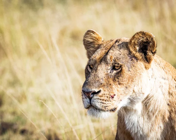 Retrato de leoa no Quênia — Fotografia de Stock