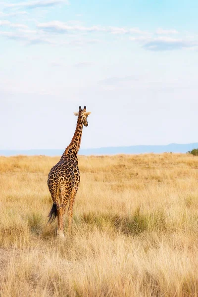 Masai giraffe walking through grass — Stock Photo, Image