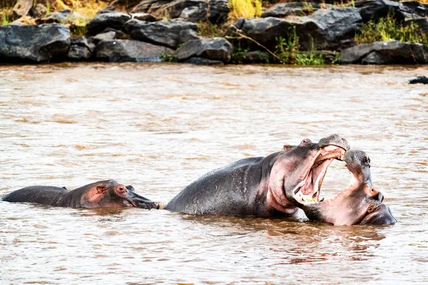 Dois hipopótamos jogar luta — Fotografia de Stock