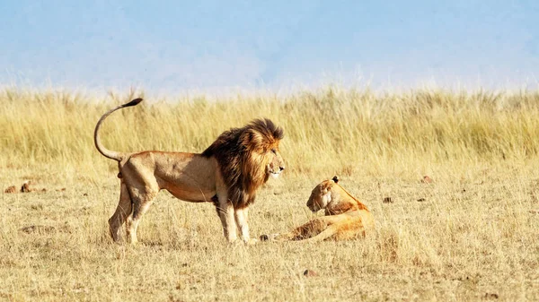 Leone guardando leonessa — Foto Stock