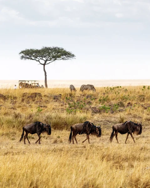 Safari กับ Wildebeests และ Zebras — ภาพถ่ายสต็อก