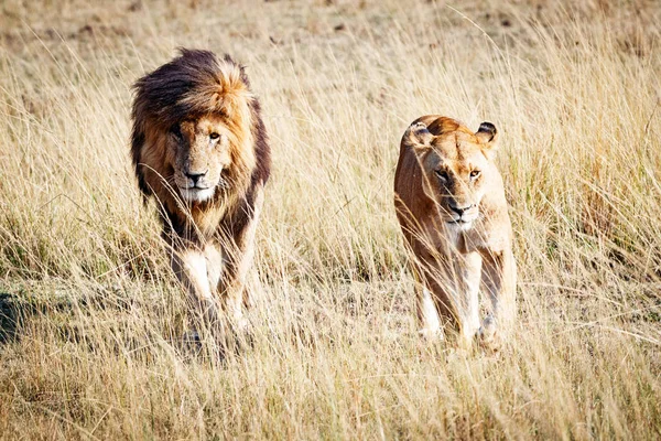 Leão e Leoa Caminhando pelos prados — Fotografia de Stock