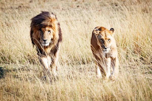 León y Leona Caminando por pastizales — Foto de Stock