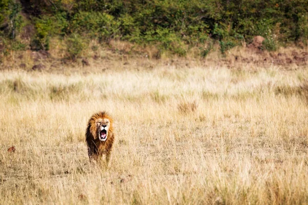 Lion mâle dans les prairies — Photo