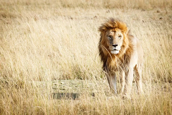 Leão em pé na grama alta — Fotografia de Stock